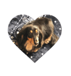 Dachshund R（個別スタンプ：6）