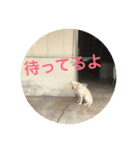 厩舎犬ジャック（個別スタンプ：8）