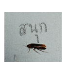 Cockroach 2（個別スタンプ：32）