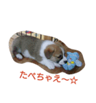 我が家の愛犬Ryusei（個別スタンプ：5）