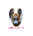 我が家の愛犬Ryusei（個別スタンプ：8）