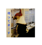 我が家の愛犬Ryusei（個別スタンプ：12）