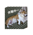 我が家の愛犬Ryusei（個別スタンプ：16）