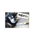 みーさんのひと言part2（個別スタンプ：5）