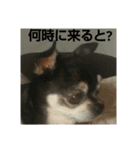 みーさんのひと言part2（個別スタンプ：7）