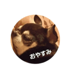 みーさんのひと言part2（個別スタンプ：8）