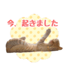 我が家の 2にゃん茶トラくん（個別スタンプ：7）