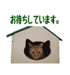 我が家の 2にゃん茶トラくん（個別スタンプ：8）