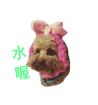 wangwang dog（個別スタンプ：5）