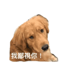 Golden Retriever Maji（個別スタンプ：1）