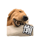 Golden Retriever Maji（個別スタンプ：2）