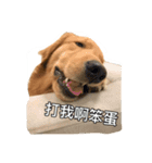 Golden Retriever Maji（個別スタンプ：3）