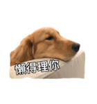 Golden Retriever Maji（個別スタンプ：6）