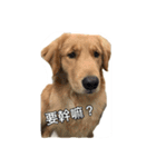 Golden Retriever Maji（個別スタンプ：12）