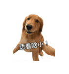 Golden Retriever Maji（個別スタンプ：13）