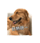 Golden Retriever Maji（個別スタンプ：14）