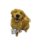 Golden Retriever Maji（個別スタンプ：17）