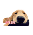 Golden Retriever Maji（個別スタンプ：18）