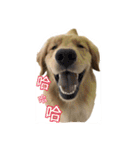 Golden Retriever Maji（個別スタンプ：19）