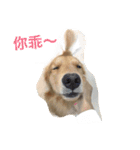 Golden Retriever Maji（個別スタンプ：21）