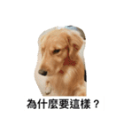 Golden Retriever Maji（個別スタンプ：22）