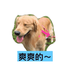 Golden Retriever Maji（個別スタンプ：23）