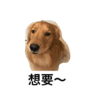 Golden Retriever Maji（個別スタンプ：26）