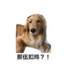 Golden Retriever Maji（個別スタンプ：27）