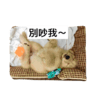 Golden Retriever Maji（個別スタンプ：31）