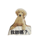 Golden Retriever Maji（個別スタンプ：32）