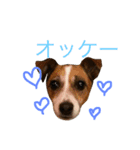 ジャックラッセル プリン（個別スタンプ：8）