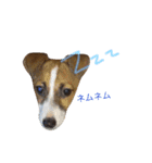 ジャックラッセル プリン（個別スタンプ：10）