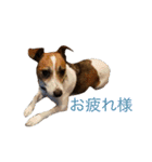 ジャックラッセル プリン（個別スタンプ：13）