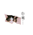 I am a cat boss（個別スタンプ：8）