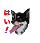 Chihuahua（KUUTA）Happy！ 6（個別スタンプ：10）