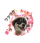 Chihuahua（KUUTA）Happy！ 6（個別スタンプ：16）