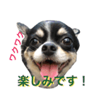 Chihuahua（KUUTA）Happy！ 6（個別スタンプ：17）