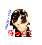 Chihuahua（KUUTA）Happy！ 6（個別スタンプ：21）