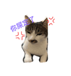 Cat RRRRRRRRRR（個別スタンプ：1）