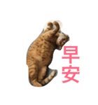 Cat RRRRRRRRRR（個別スタンプ：5）