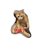 Cat RRRRRRRRRR（個別スタンプ：11）