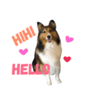 Sheltie dog（個別スタンプ：1）