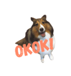 Sheltie dog（個別スタンプ：2）