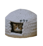 猫師匠スタンプ2（個別スタンプ：13）