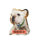 French Bulldogs daily（個別スタンプ：1）