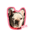 French Bulldogs daily（個別スタンプ：2）