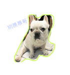 French Bulldogs daily（個別スタンプ：4）