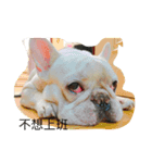 French Bulldogs daily（個別スタンプ：5）