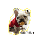 French Bulldogs daily（個別スタンプ：7）