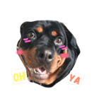 Rottweiler Chocolate（個別スタンプ：1）